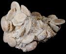 Fossil Sand Dollar (Heliophora) Cluster - Boujdour, Morocco #14162-1